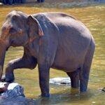 माला-