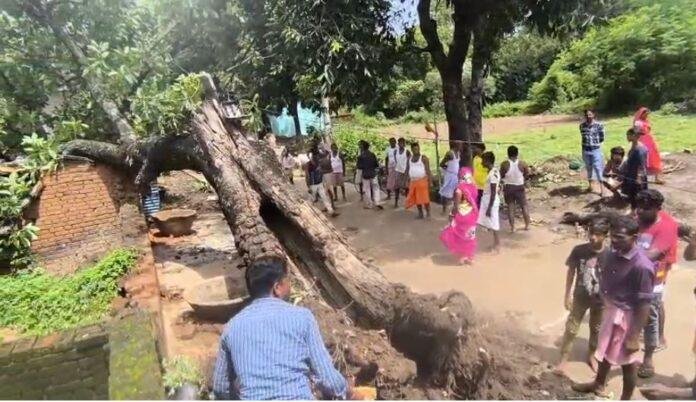 महुआ पेड़ गिरने से हादसा, किसान का परिवार सुरक्षित, एक मवेशी की मौत