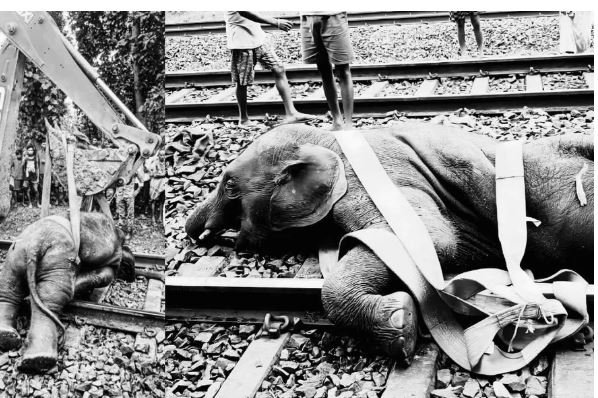 झारखंड-बंगाल सीमा पर रेल हादसा: जनशताब्दी एक्सप्रेस की चपेट में आए तीन हाथी, घंटों ठप रहा रेल परिचालन