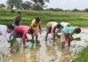 खेत में नंगे पांव उतरे जामताड़ा के कृषि पदाधिकारी, बोले : किसानों की मेहनत में प्रशासन सहभागी बनेगा