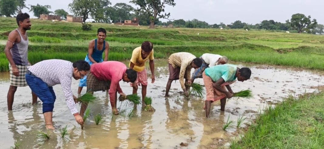 खेत में नंगे पांव उतरे जामताड़ा के कृषि पदाधिकारी, बोले : किसानों की मेहनत में प्रशासन सहभागी बनेगा