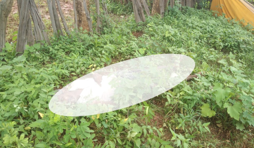 Gumla