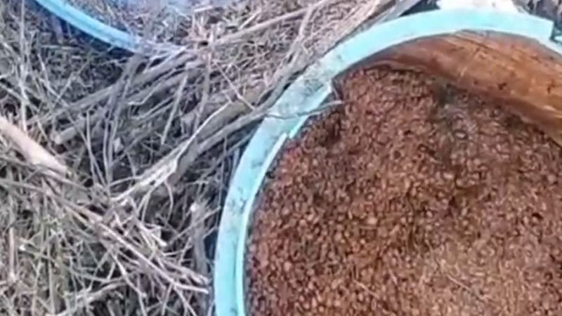 शराब को लेकर विशेष छापेमारी, 2 हजार लीटर जावा महुआ नष्ट