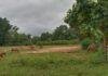 Gumla