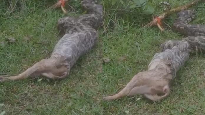 Giridih : विशालकाय अजगर ने लोमड़ी को निगला, विडियो वायरल...