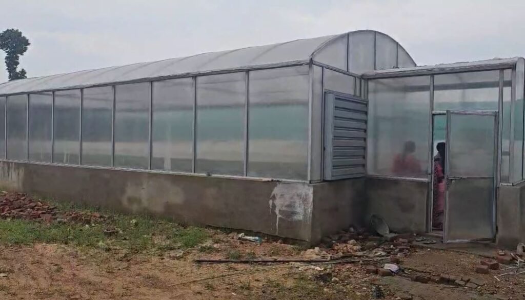 Hazaribagh : देसी साइंटिस्ट! बैगन के पौधे पर निकलेगा टमाटर, लाखों में कमाई.... Hazaribagh : ग्राफ्टिंग विधि से खेती
