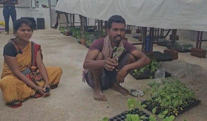 Hazaribagh : देसी साइंटिस्ट! बैगन के पौधे पर निकलेगा टमाटर, लाखों में कमाई....
