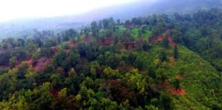सारंडा में फिर मिला एक और घायल हाथी, वन विभाग ने शुरू किया रेस्क्यू ऑपरेशन