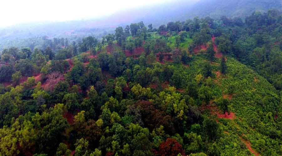 सारंडा में फिर मिला एक और घायल हाथी, वन विभाग ने शुरू किया रेस्क्यू ऑपरेशन