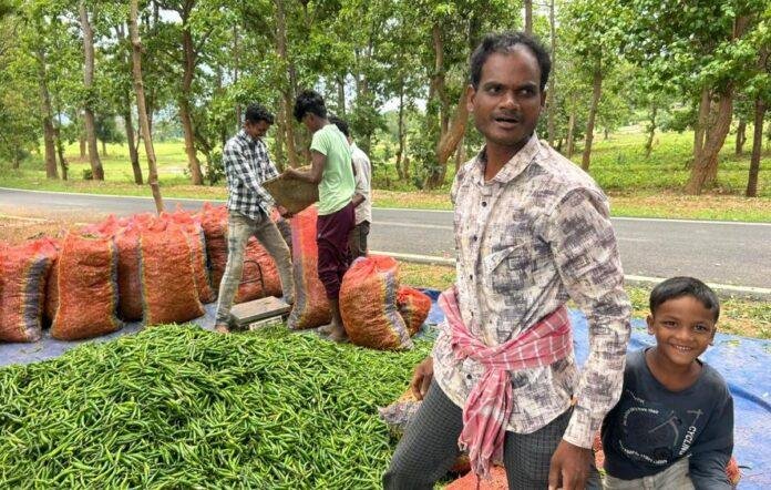 Gumla : बदहाल स्थिति में किसान, 70 रुपये किलो बिकने वाली मिर्च 10-15 रुपये पर आई