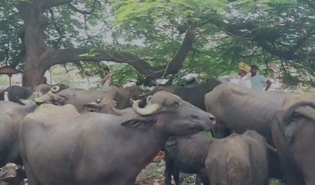 Bokaro  चोरी किया गया भैंस बरामद