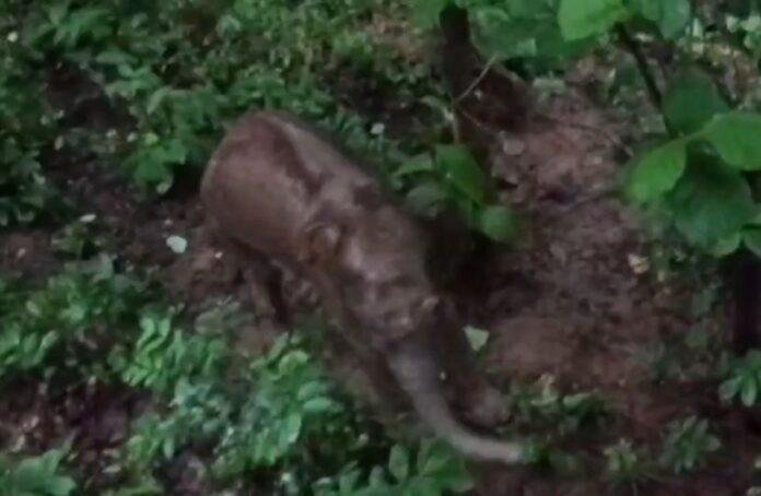 सारंडा जंगल में IED ब्लास्ट में घायल हुए हाथी की इलाज के दौरान मौत