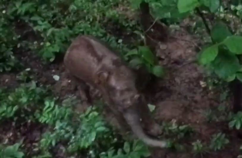 सारंडा जंगल में IED ब्लास्ट में घायल हुए हाथी की इलाज के दौरान मौत