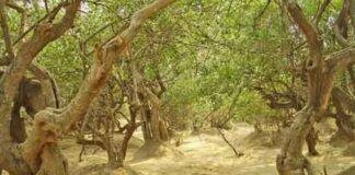 कृष्ण जन्माष्टमी विशेष