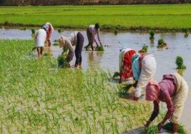 मौसम: अतिवृष्टि से प्रभावित फसलें, धान की बुआई 90% खेतों में पूरी