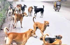 आवारा कुत्तों का आतंक