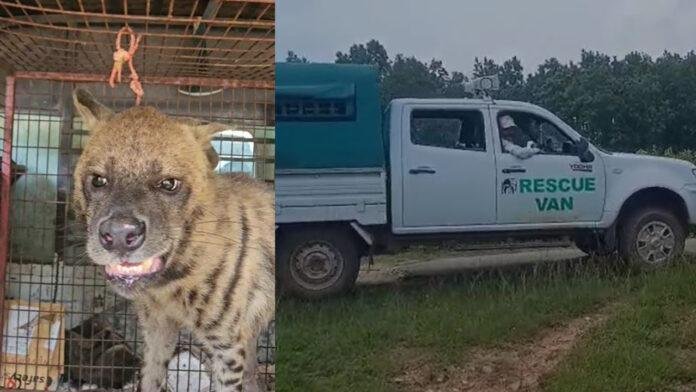 FotoJet (10) Hazaribagh : मौत के मुंह से लौटा लकड़बग्घा, वन विभाग की टीम ने किया सफल रेस्क्यू
