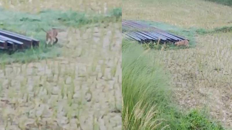 मोतिहारी के रक्सौल में दिखा बाघ