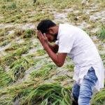 खरीफ
