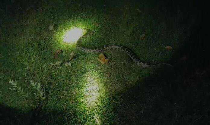 Giridih : गांव के बीचोंबीच निकला 10 फीट लंबा अजगर, मची अफरा-तफरी...