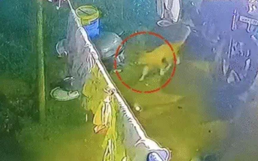 Ranchi News: रातू के सिमलिया में CCTV में Tiger कैद, Viral Video से फैली दहशत