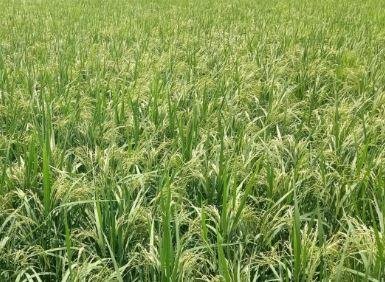 Jharkhand Urea Crisis: झारखंड में यूरिया संकट, धान की पैदावार पर खतरा, बाजार में 450 तक बिक रही खाद