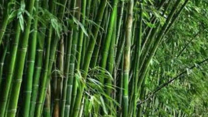 Bamboo Cultivation (File Photo) सरकार बांस की खेती पर दे रही अनुदान, राज्य में बागवानी को मिल रहा बढ़ावा