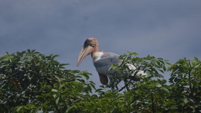 Bihar Bird (File Photo) शुभ संकेत : बिहार में जाड़े से पहले प्रवासी पक्षियों का आगमन बढ़ा