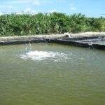 Fish Farming 1 22Scope News