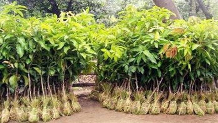 वायु गुणवत्ता सुधार के लिए लगे 1.99 लाख पौधे