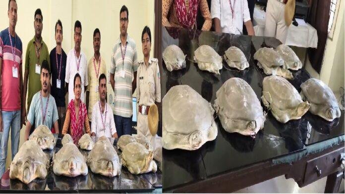 कालका-हावड़ा एक्सप्रेस से आरपीएफ ने 11 बड़े कछुए को किया बरामद, चेकिंग देख तस्कर फरार