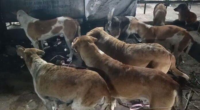 Dhanbad