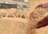 Jharkhand Paddy Procurement 2025: रांची समेत सभी जिलों में 1 दिसंबर से धान की खरीद, Farmers को मिलेंगे नए लाभ