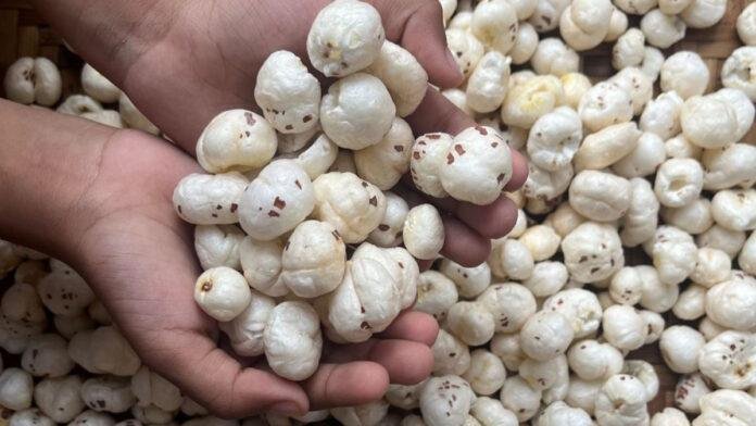 'बिहार का मखाना सुपरफूड के रूप में बना रहा वैश्विक पहचान'