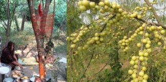 अक्षय नवमी की व्रत कथा, भगवान विष्णु का मिलता है आशीर्वाद, धन में होती है अक्षय वृद्धि अक्षय नवमी की व्रत कथा, भगवान विष्णु का मिलता है आशीर्वाद, धन में होती है अक्षय वृद्धि