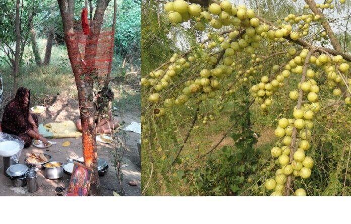 अक्षय नवमी की व्रत कथा, भगवान विष्णु का मिलता है आशीर्वाद, धन में होती है अक्षय वृद्धि अक्षय नवमी की व्रत कथा, भगवान विष्णु का मिलता है आशीर्वाद, धन में होती है अक्षय वृद्धि