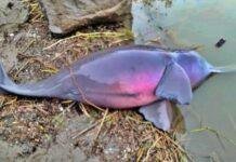 Sahibganj: गंगा तट पर मृत डॉल्फिन मिलने से हड़कंप, पोस्टमॉर्टम रिपोर्ट से होगा मौत का कारण स्पष्ट Sahibganj: गंगा तट पर मृत डॉल्फिन मिलने से हड़कंप, पोस्टमॉर्टम रिपोर्ट से होगा मौत का कारण स्पष्ट