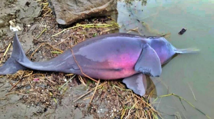Sahibganj: गंगा तट पर मृत डॉल्फिन मिलने से हड़कंप, पोस्टमॉर्टम रिपोर्ट से होगा मौत का कारण स्पष्ट