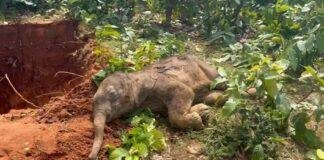 Latehar: हाथी के बच्चे की मौत से वन विभाग में हड़कंप