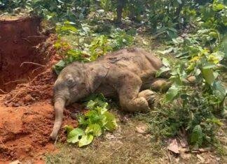 Latehar: हाथी के बच्चे की मौत से वन विभाग में हड़कंप