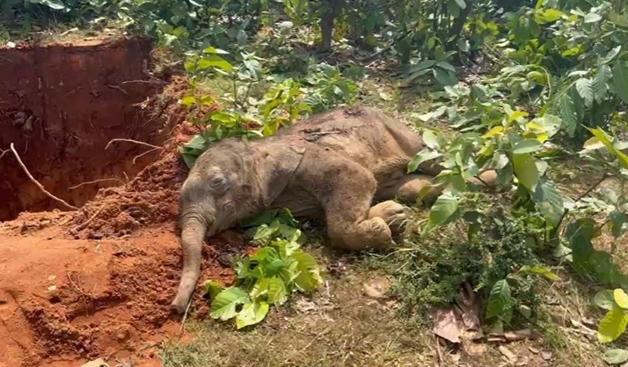 Latehar: हाथी के बच्चे की मौत से वन विभाग में हड़कंप