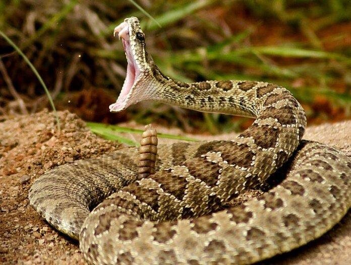 सारंडा नक्सल अभियान के दौरान सांप के डसने से सीआरपीएफ जवान की मौत