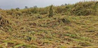 Hazaribagh: मोन्था ने किसानों की मेहनत पर फेरा पानी, धान और आलू की फसल को भारी नुकसान Hazaribagh