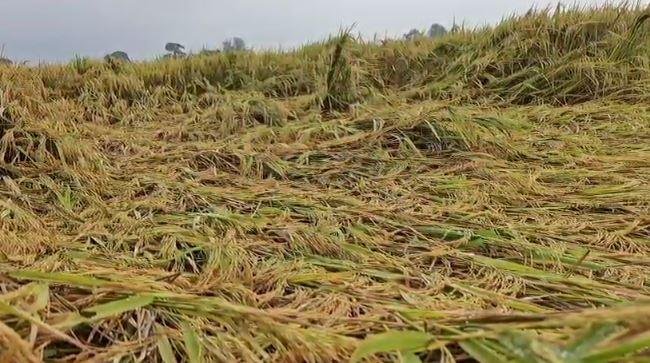 मोन्था Hazaribagh