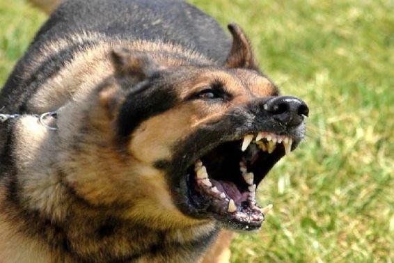 Hazaribagh Shocking Case: पत्नी ने Husband को मायके बुलाकर German Shepherd से कराया Attack