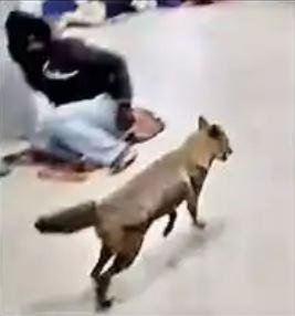 Dhanbad SNMMCH Emergency में सियार घुसा , सर्जिकल ICU में हड़कंप, मरीज और स्टाफ बाहर भागे 1 22Scope News Dhanbad SNMMCH Emergency में सियार घुसा , सर्जिकल ICU में हड़कंप, मरीज और स्टाफ बाहर भागे