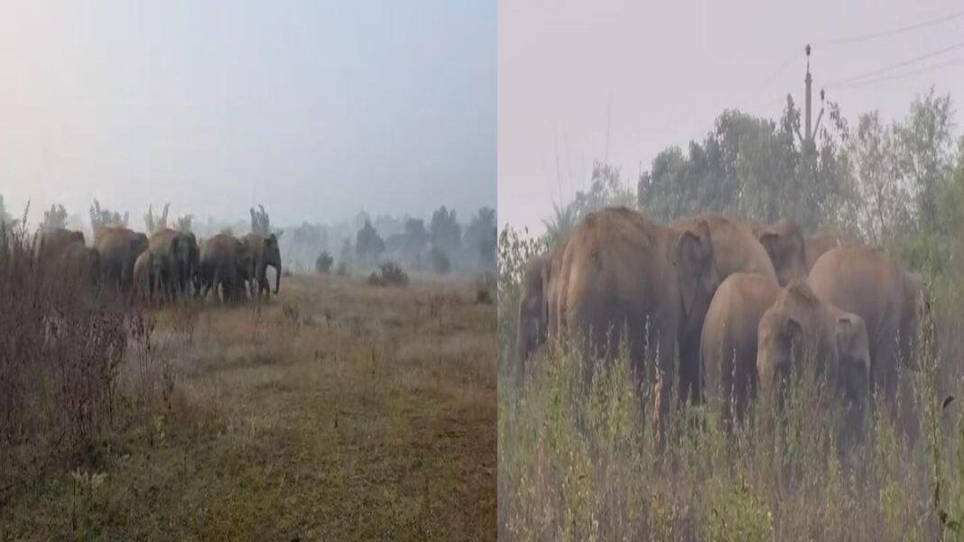 जंगल से रिहायशी इलाके में घुसा हाथी, फसल तबाह, 9 साल का बच्चा घायल