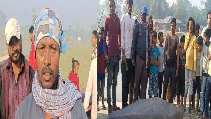 कमला नदी से मृत डॉल्फिन बरामद, जहर की आशंका से सनसनी, वन विभाग तक पहुंच सूचना
