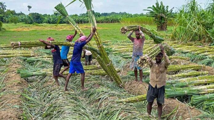 गुड़ की मिठास से होगी बंपर कमाई, सरकार दे रही है एक करोड़ तक का अनुदान, जल्द करें आवेदन