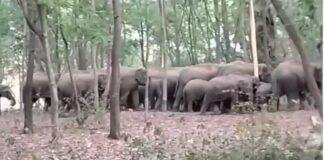 कोडरमा में हाथियों का आतंक जारी, रेलवे फाटक को पहुंचाया नुकसान
